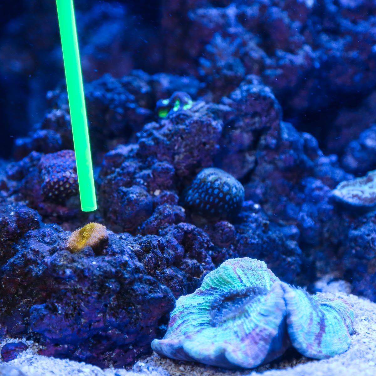Acrylic Coral Pointer (Green) - 1 Pack