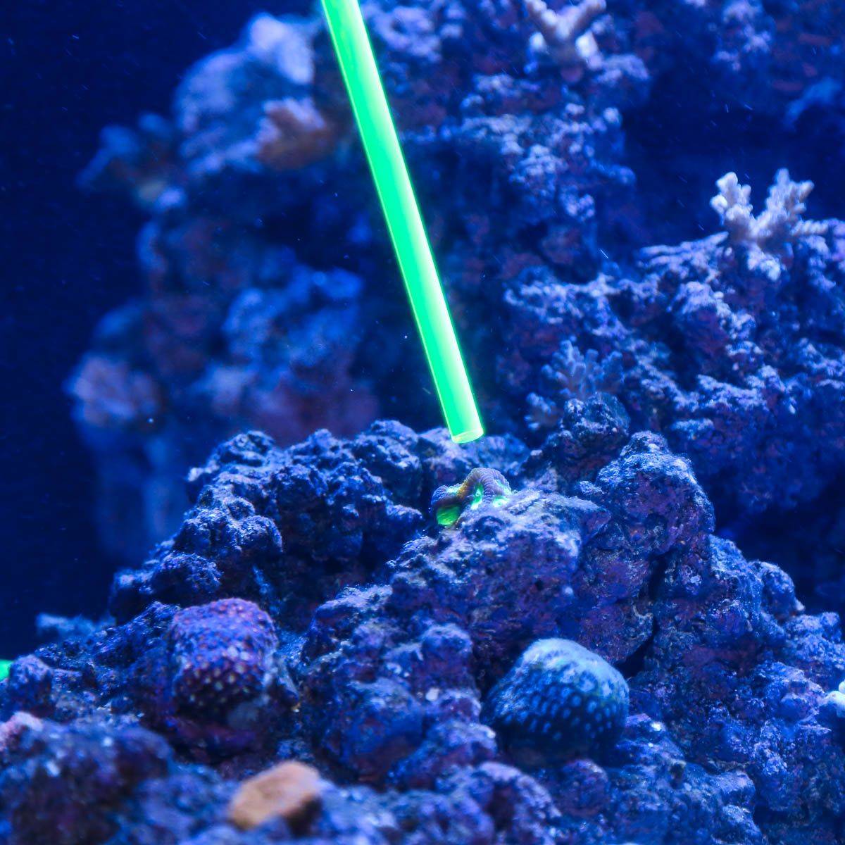 Acrylic Coral Pointer (Orange) - 1 Pack