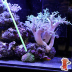 Acrylic Coral Pointer (Red) - 1 Pack