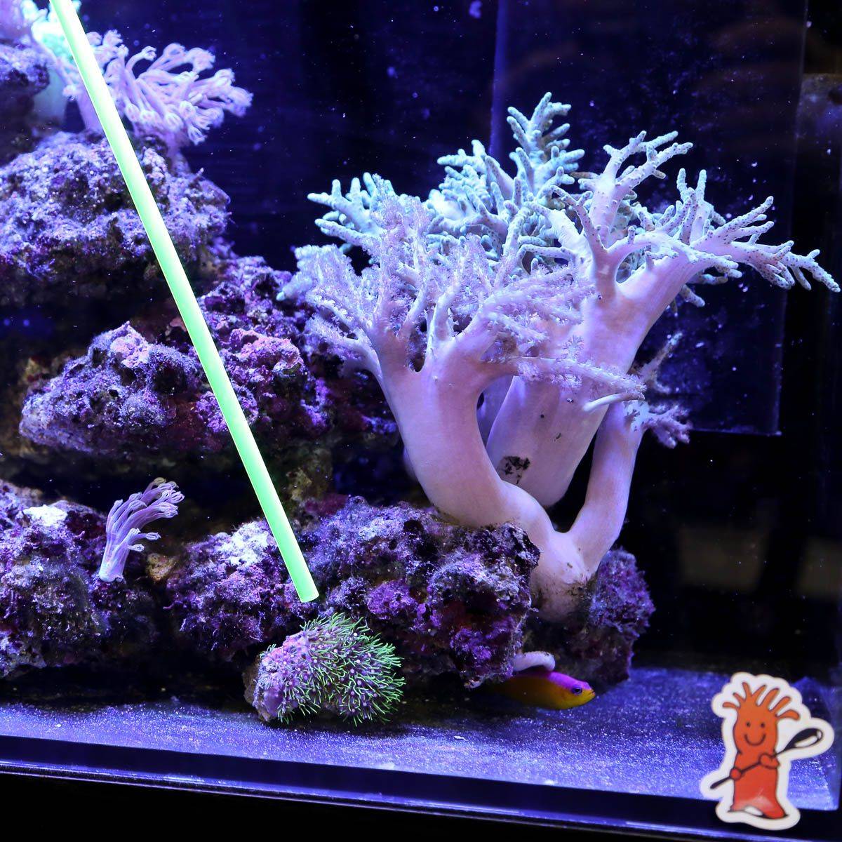 Acrylic Coral Pointer (Orange) - 1 Pack