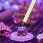 Acrylic Coral Pointer (Red) - 1 Pack
