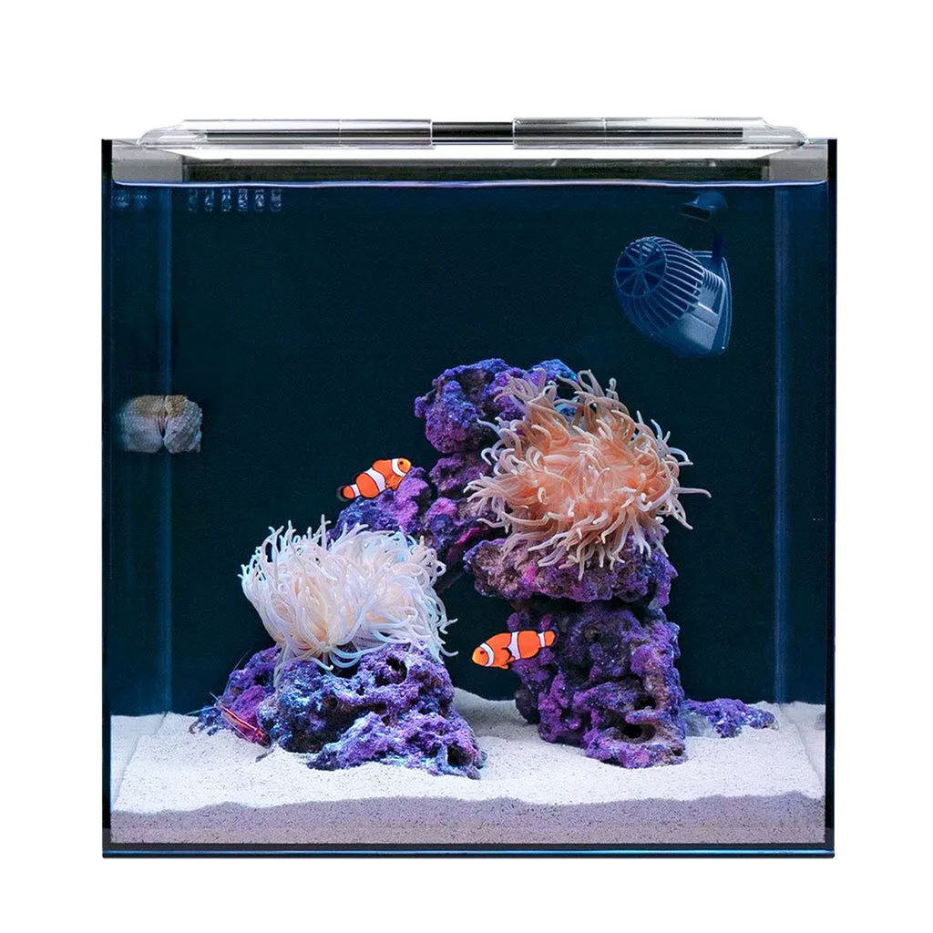 Clownfish & Anemone Aquarium Kit