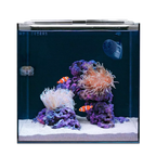 Clownfish & Anemone Aquarium Kit