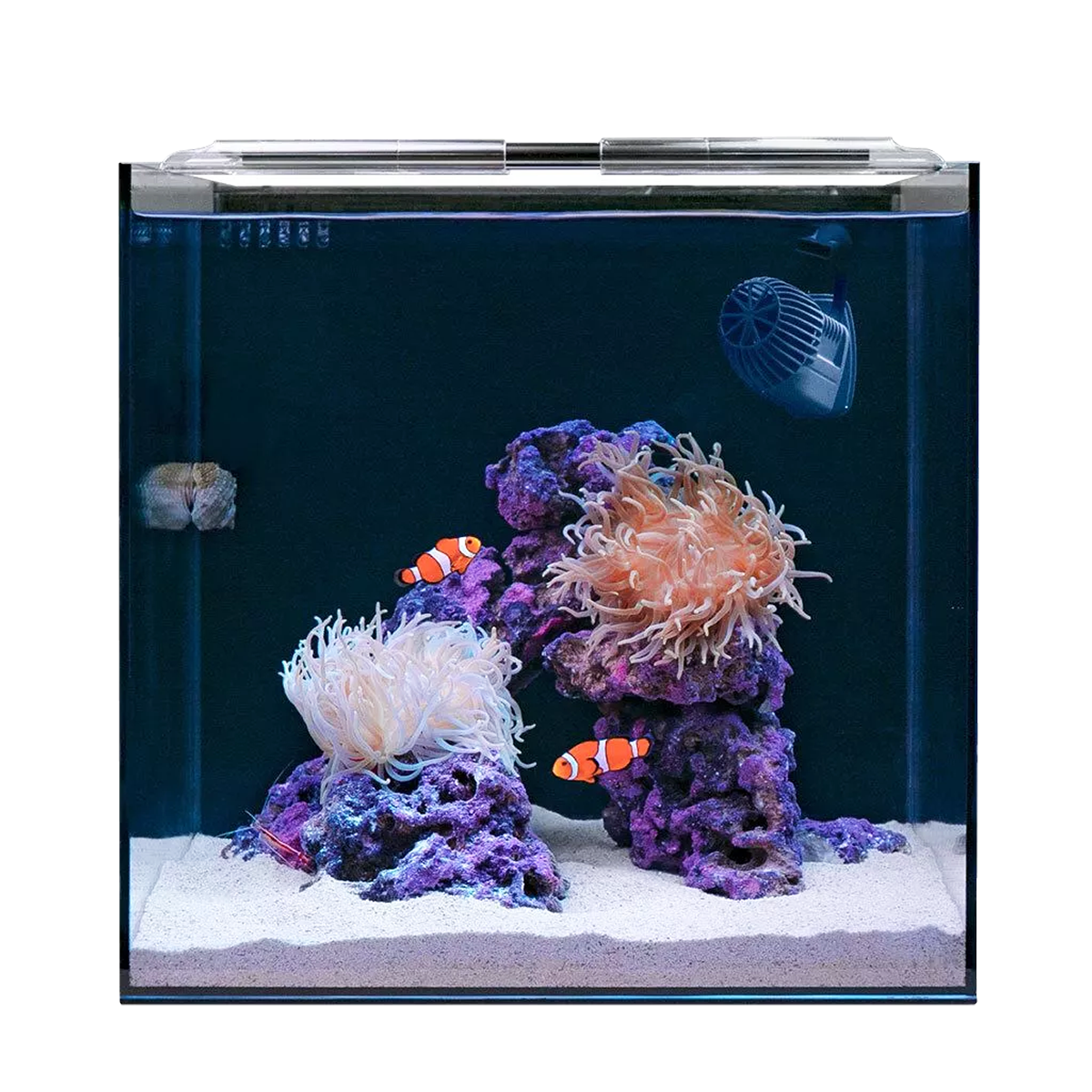 Clownfish & Anemone Aquarium Kit