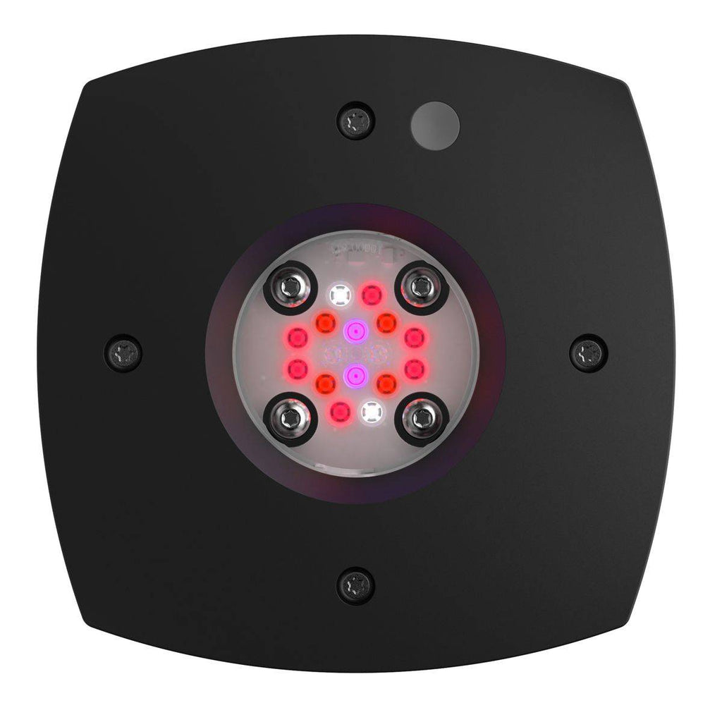 Prime 16 LED Fuge Light - Black Body - AU Cable